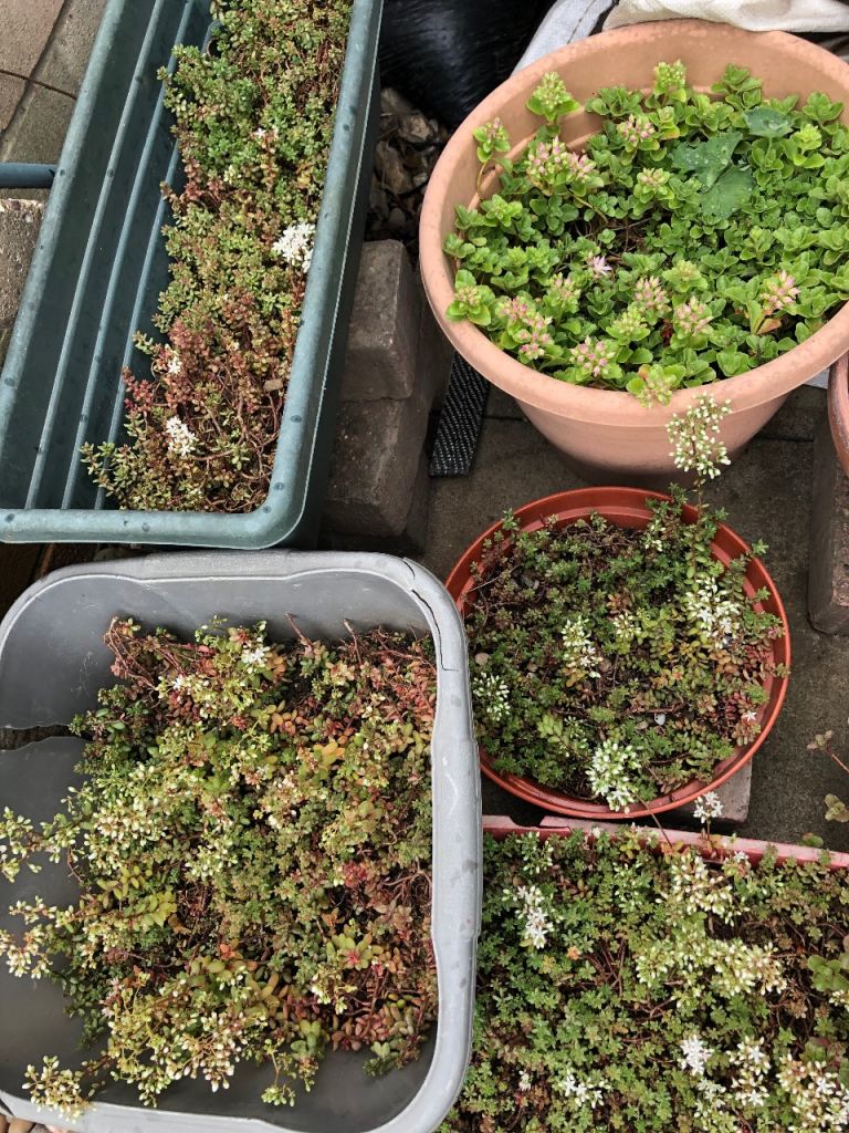 Sedum Plants for Green Roof, Shed Roof, Ground Cover, Rockery