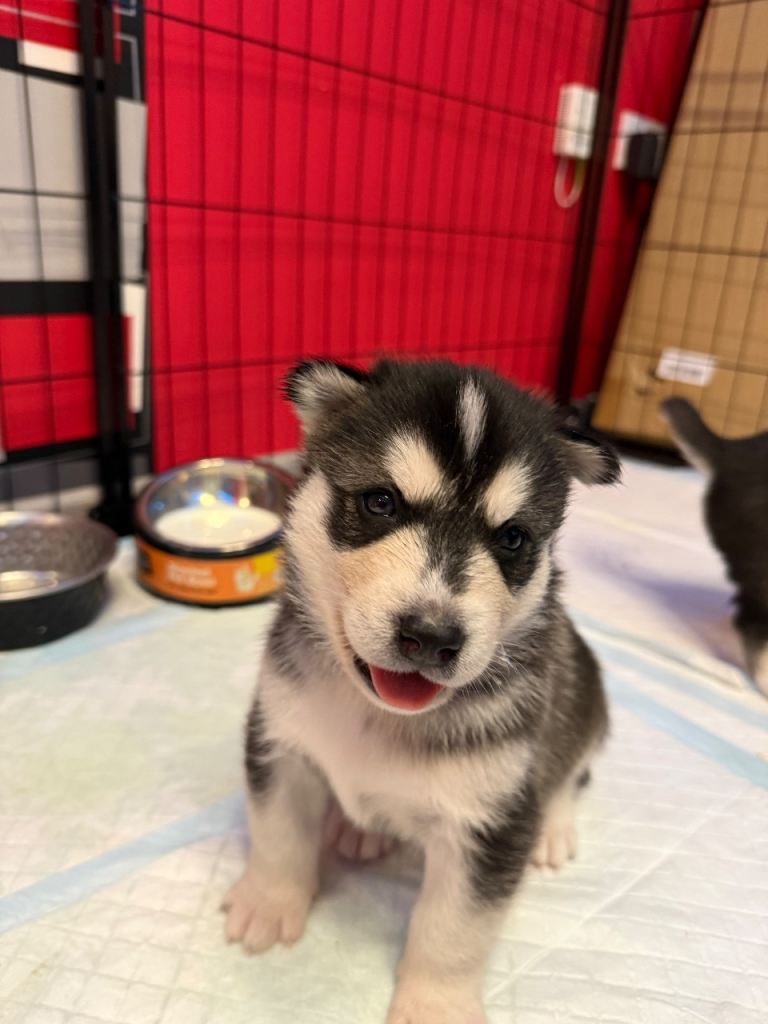 Husky puppy’s 