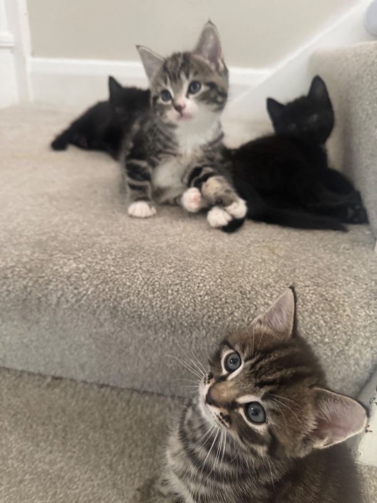 5 Beautiful Kitten 🐾 £70 - £150 