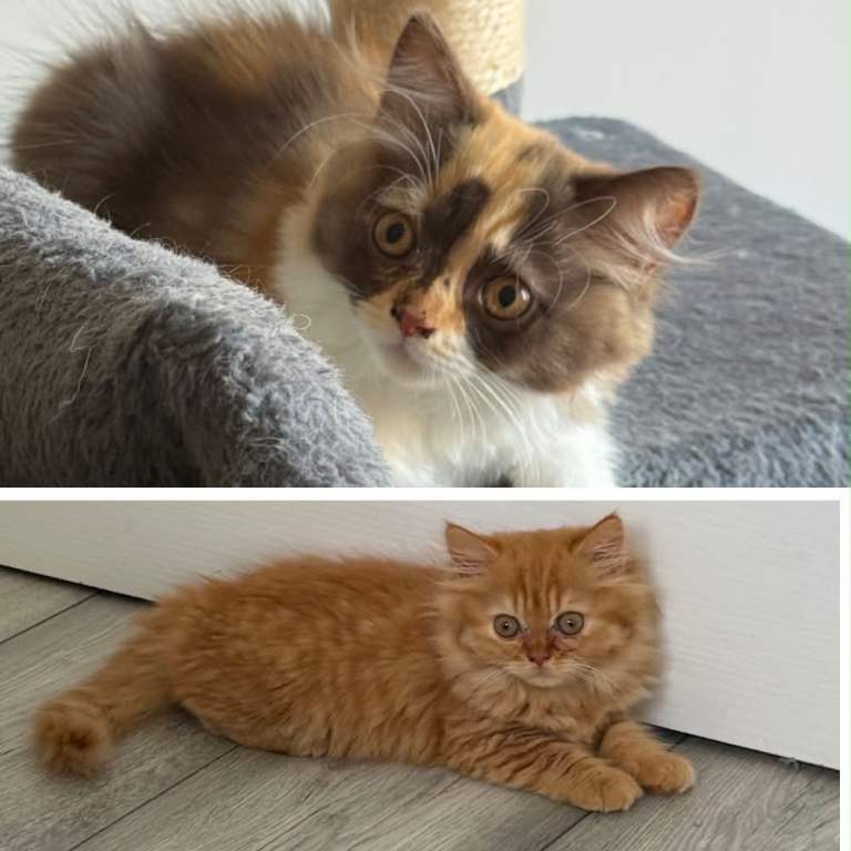 Available now 😻 Pedigree British longhair kittens TICA registred