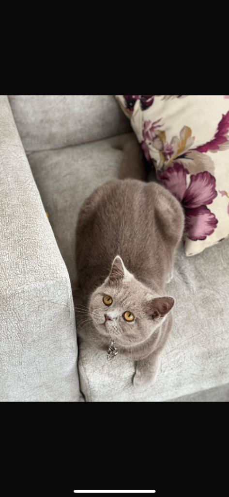 ONE LILAC BSH CAT FOR SALE 
