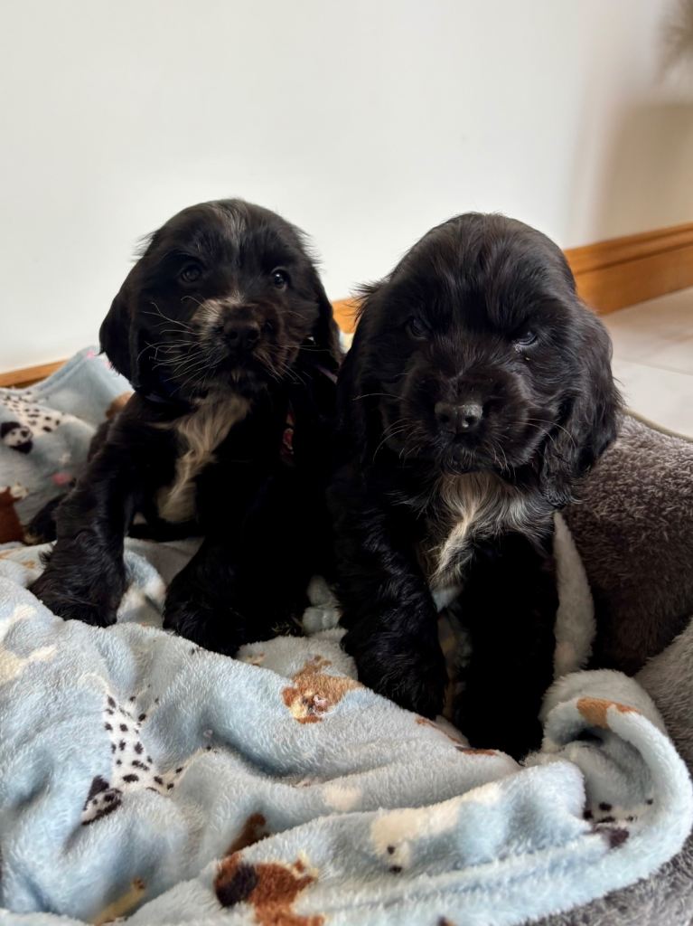 Adorable Show Type Girl Cocker Spaniel Puppy. 