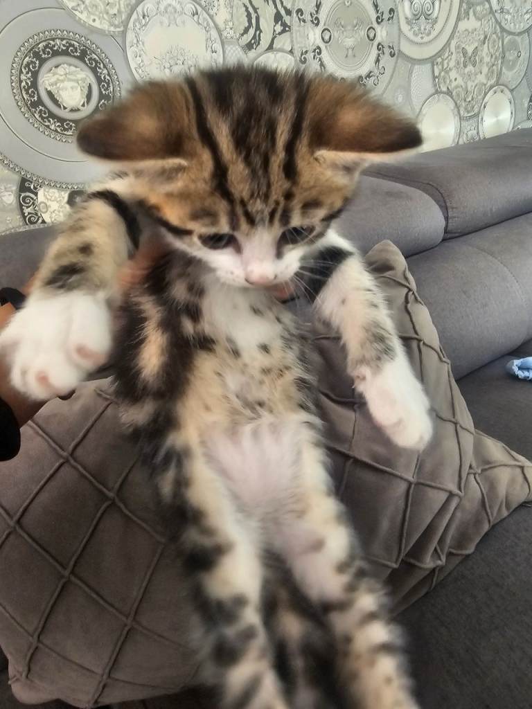 4 kittens