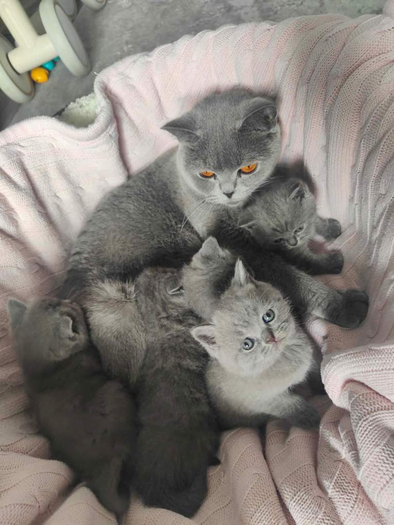 British shorthair 