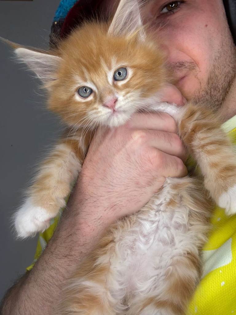 Maine Coon Kittens 🐾