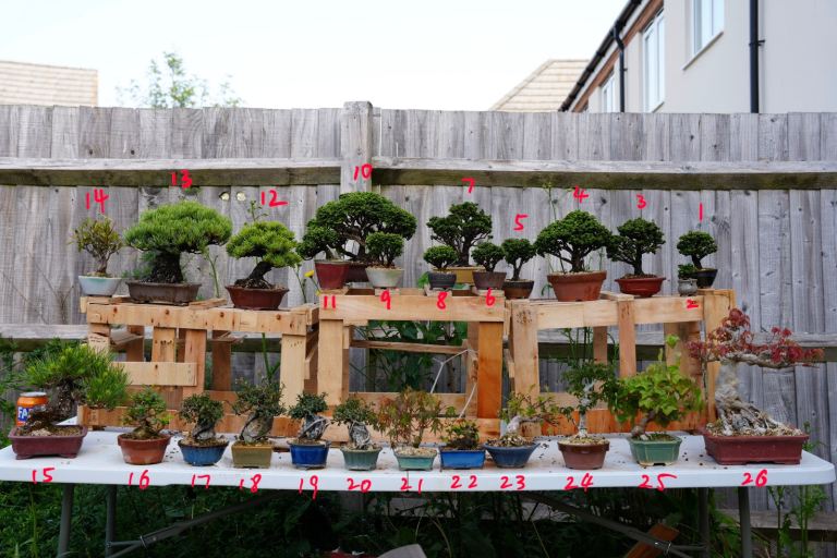 some of my bonsai collection
