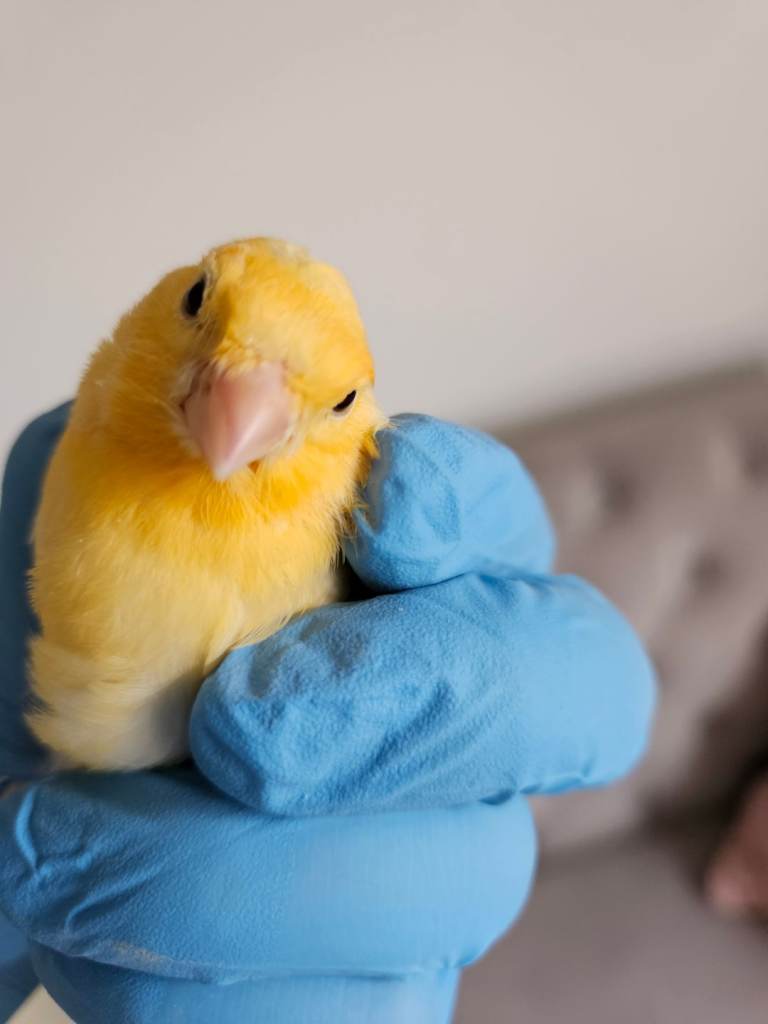 Canary