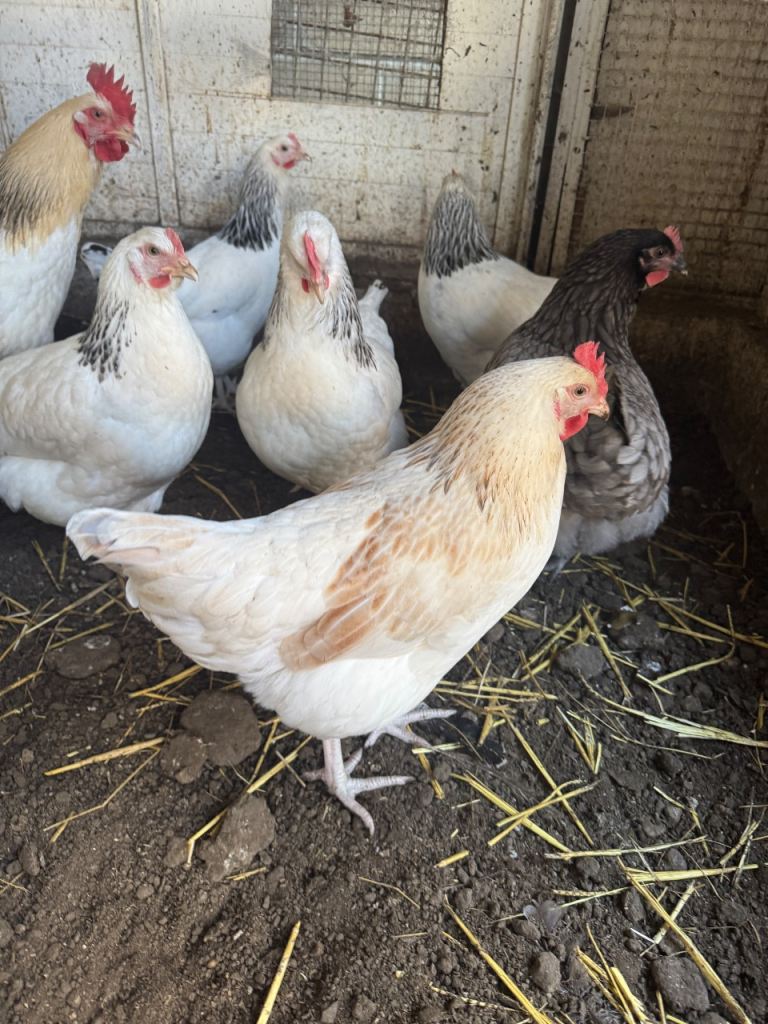 Chickens for sale 