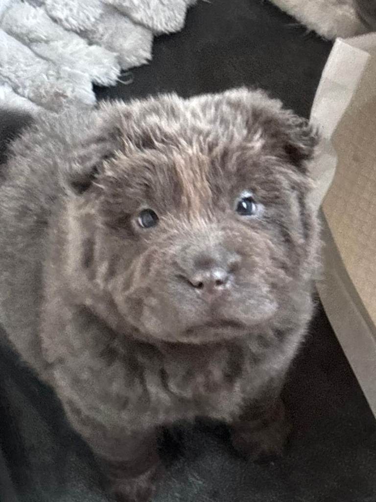 Blue bear coat Shar pei