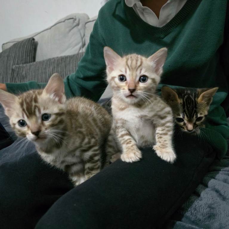 Pure Bengal Kitten snow lynx with accessories 
