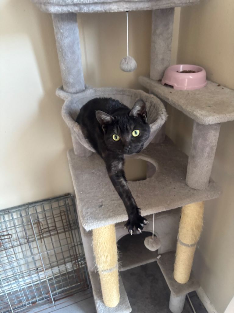 Home needed for cats 