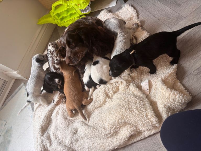 Splurcher Puppies Looking For Forever Homes 