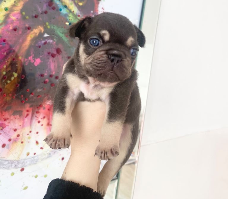 CHOCOLATE AND TAN FRENCH BULLDOG FEMALE 