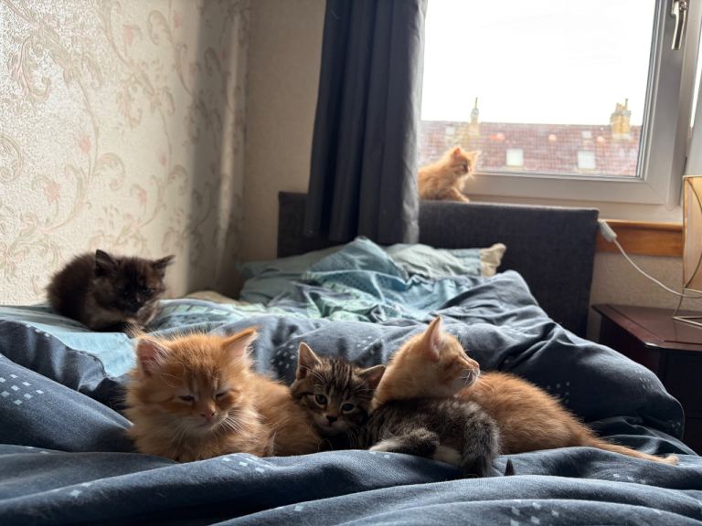 Adorable Kittens Looking for Loving Homes