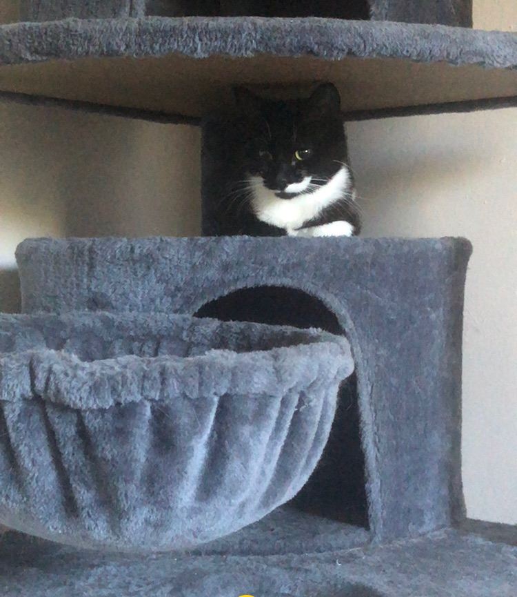 female cat 11months old for rehoming 