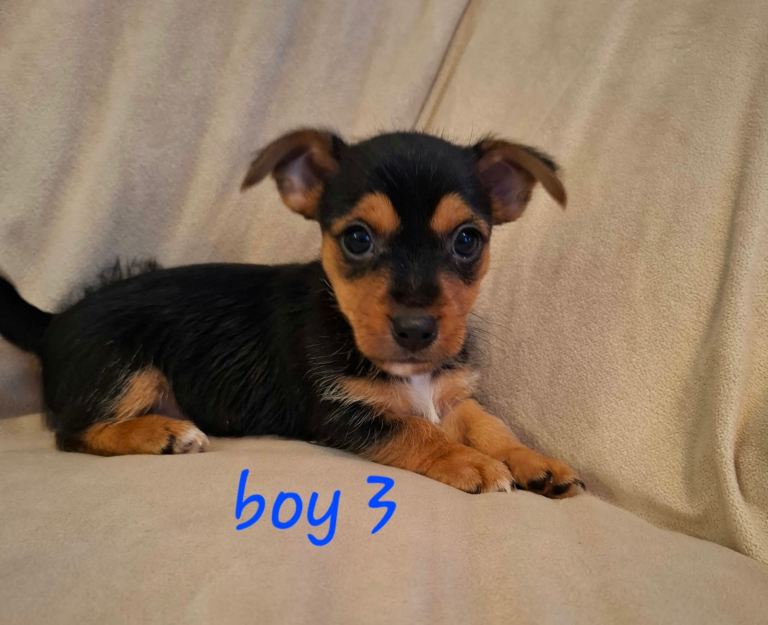 Jack Russell cross puppies