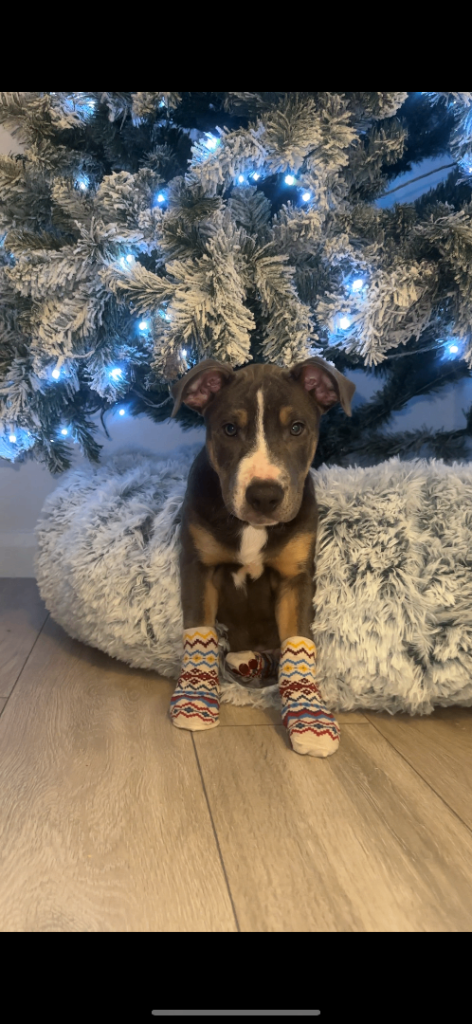 Staffy Puppy Brindle Blue Tan White Tri Boy London Staffordshire Bull Terrier