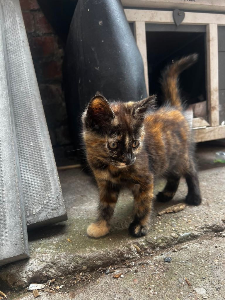 Healthy kittens 