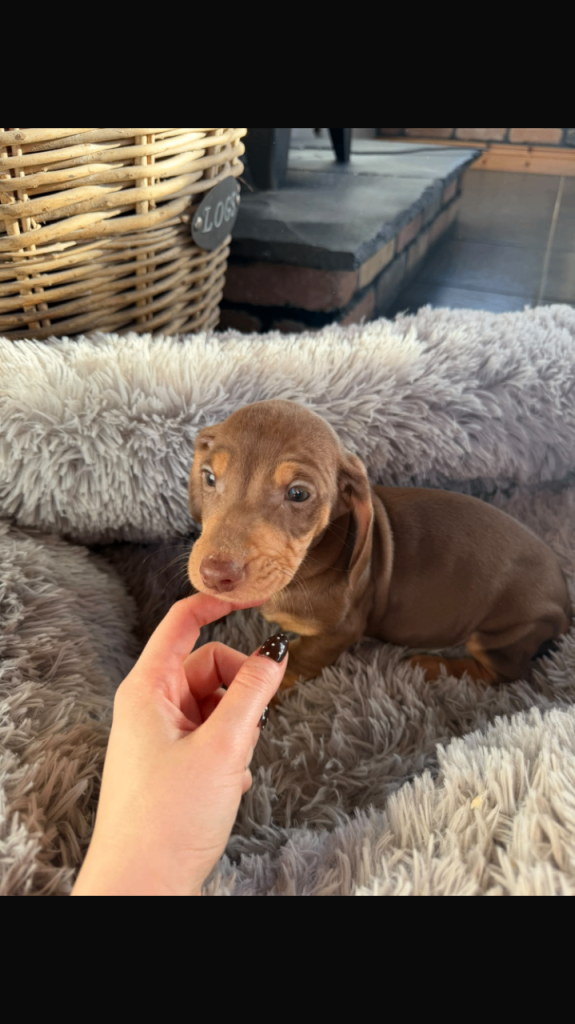 Dachshund puppies 