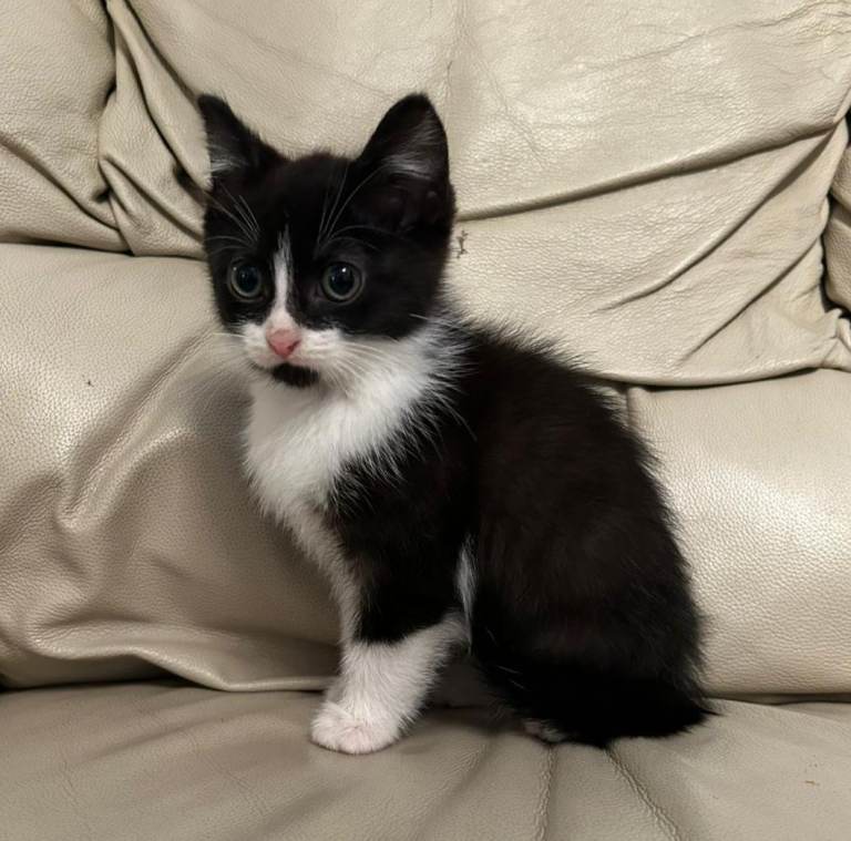Kitten ready for new home
