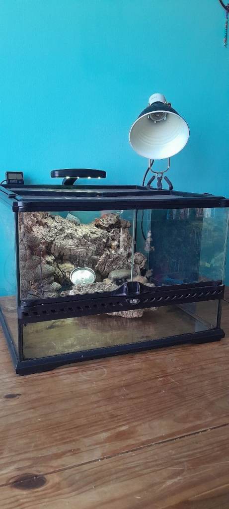 Small Exo Terra Terrarium kit