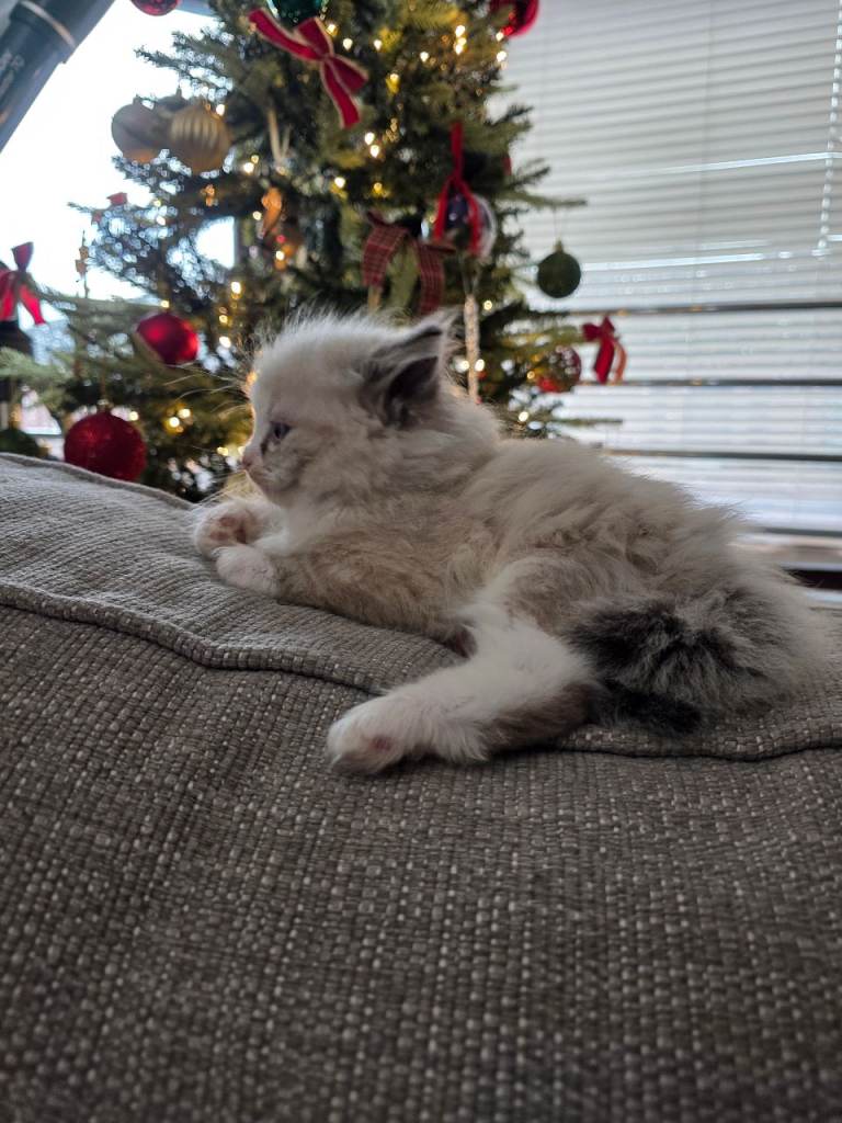 Beautiful Fluffy White Male Ragdoll Cross Kitten – £650 – Glasgow 🤍