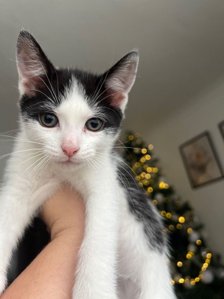 8 weeks kittens ready to go to new home 