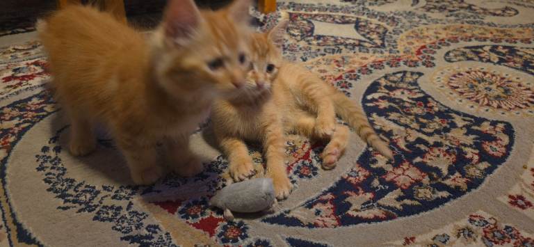 🐱 TWO KITTENS FOR SALE 🐱