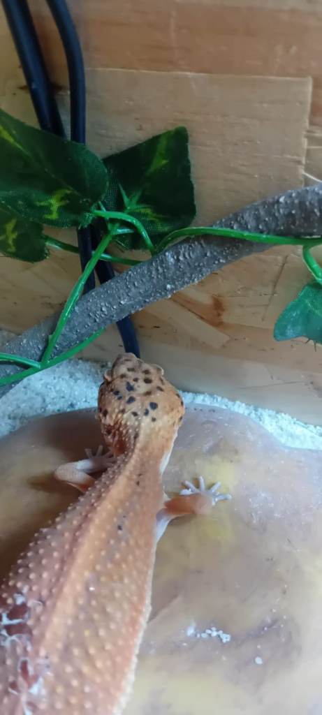 Leopard gecko needing new home 