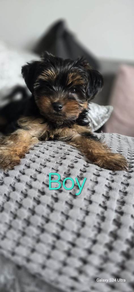 Beautiful Yorkshire terrier puppies 