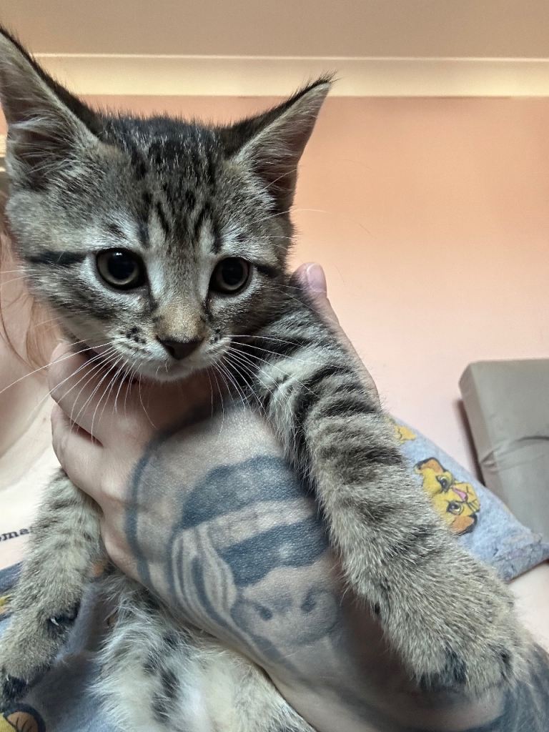 2 boy tabby kittens 