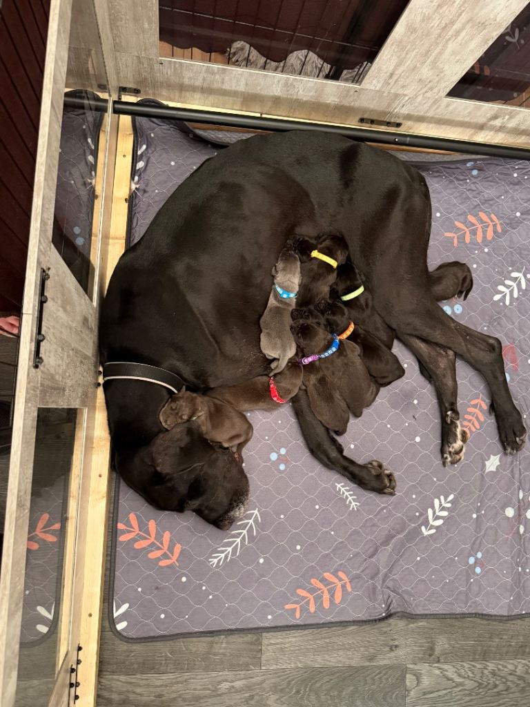 Great Dane pups. 