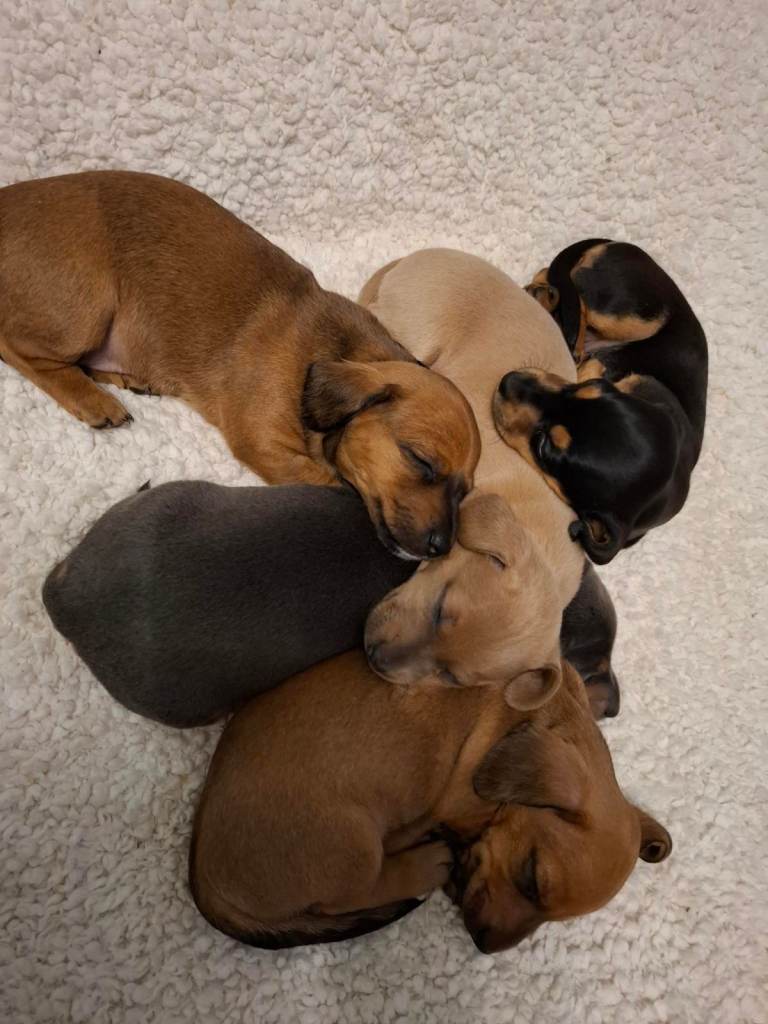 Miniature Dachshund Cross dachshund Jack Russell Puppies 