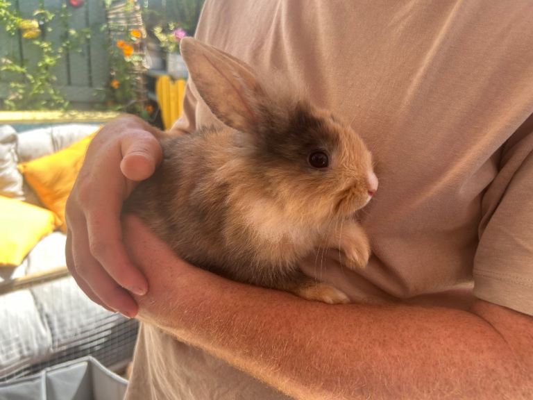 Rabbits 