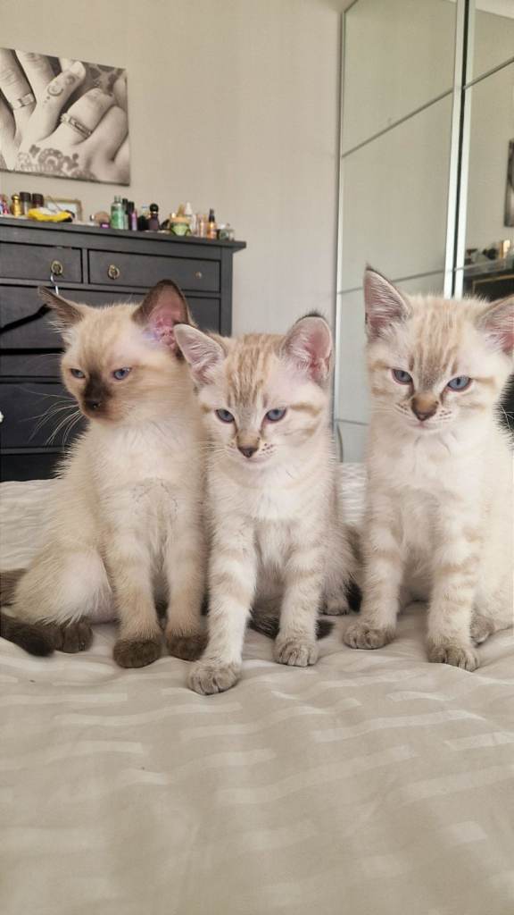 Stunning mixed breed- bengal and ragdoll kittens 