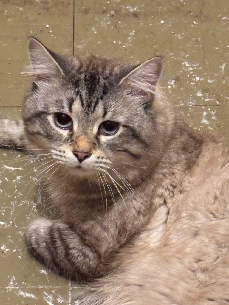 x1 Adult Male Indoor Only Cat for Rehoming