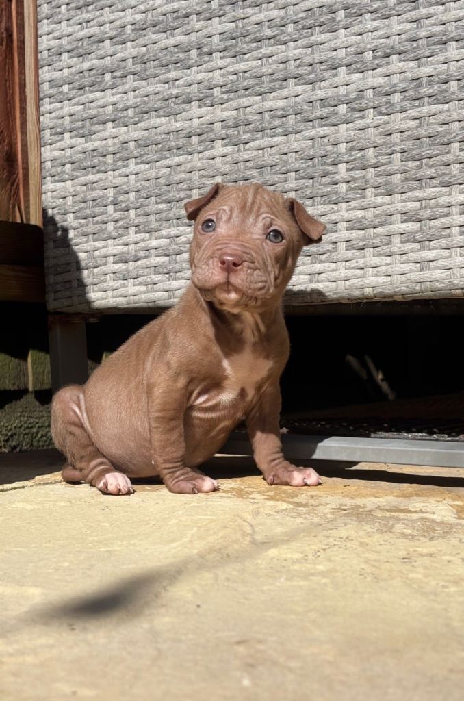 Shar-pei X puppy