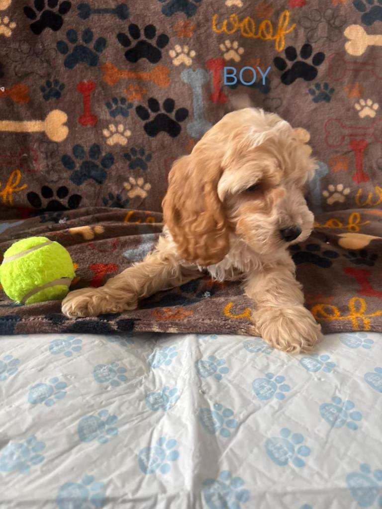 Health tested Toy cockapoo puppys