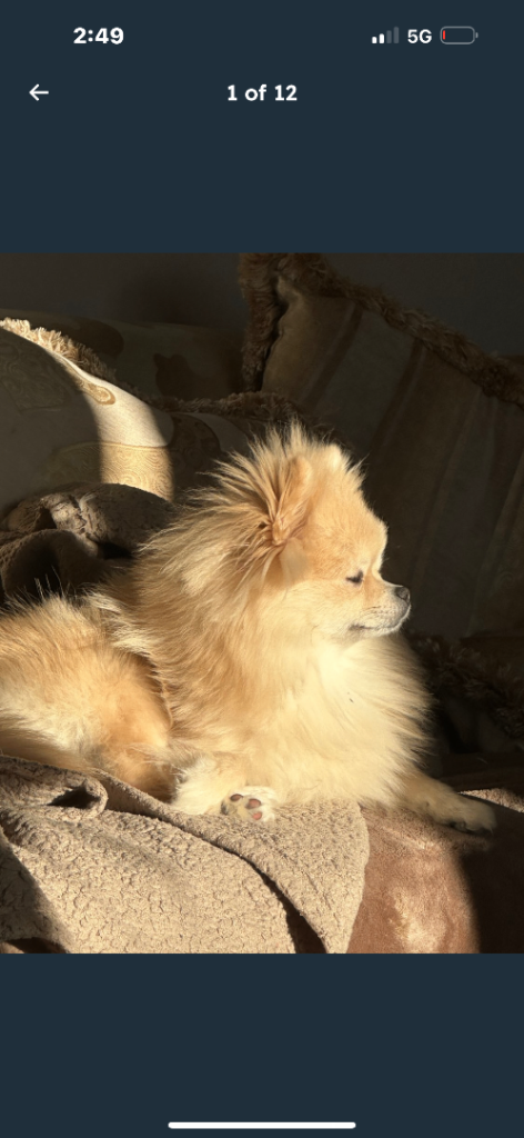 Pomeranian2-year-old girl