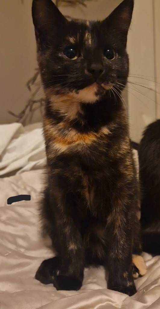 Older kittens looking for their forever homes 