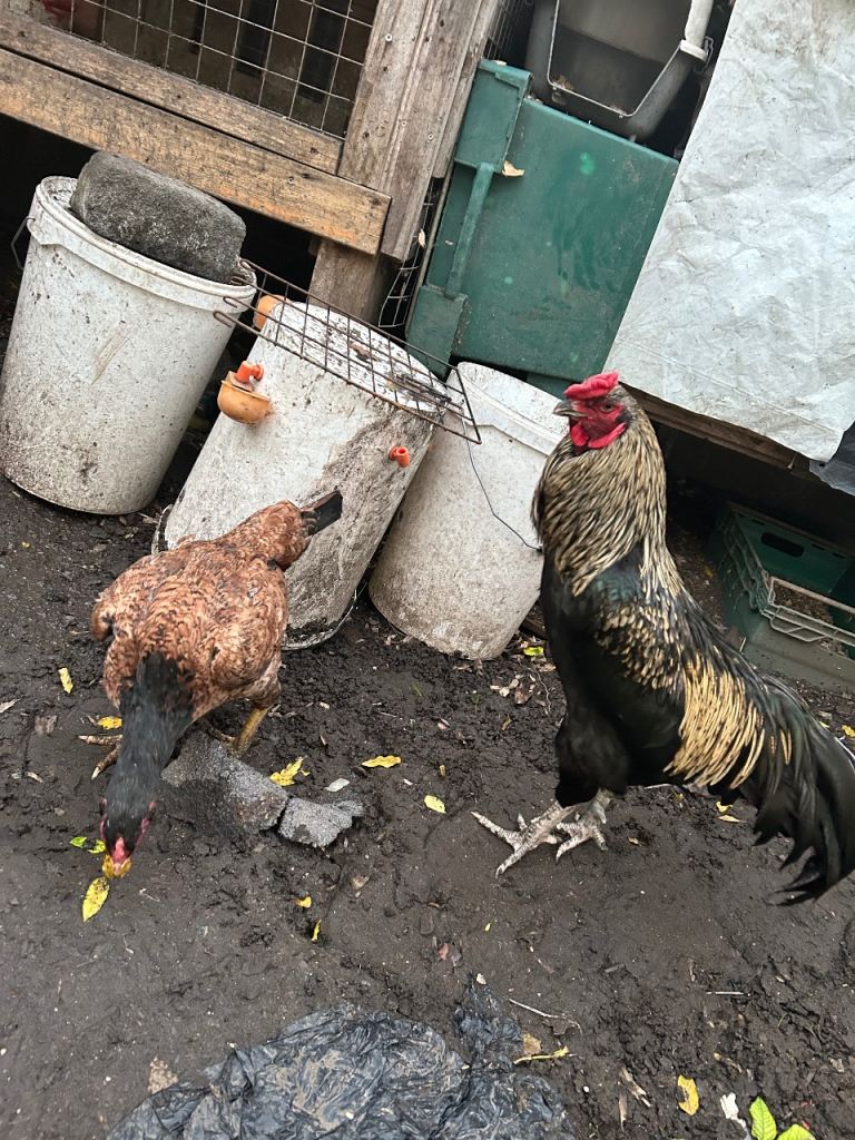 Aseel Rooster, hens and Pullets for sale