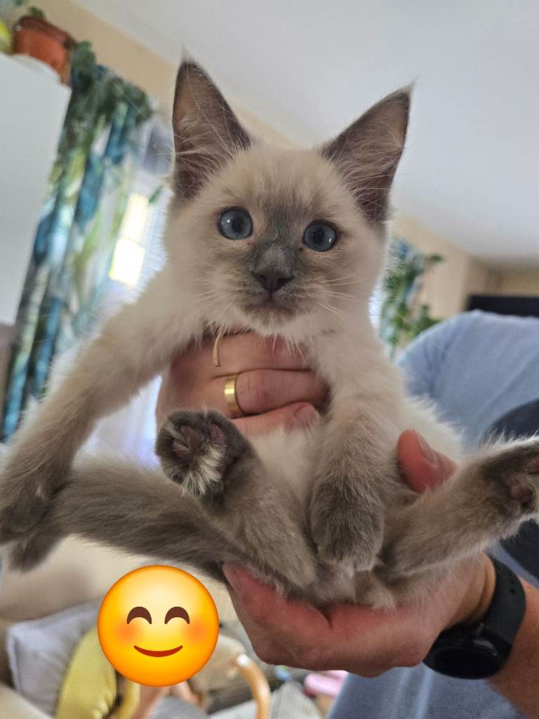 Ragdoll kittens 2 boys left