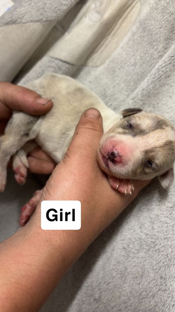 Lurcher puppies 