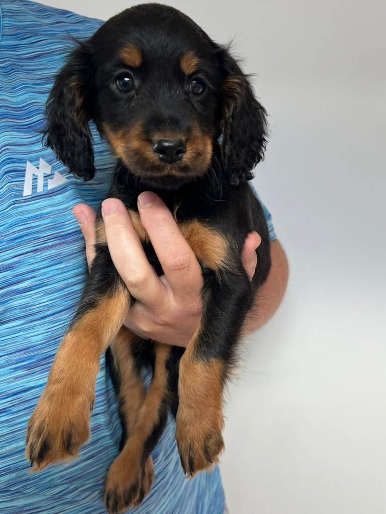 Cockerpoo puppies 
