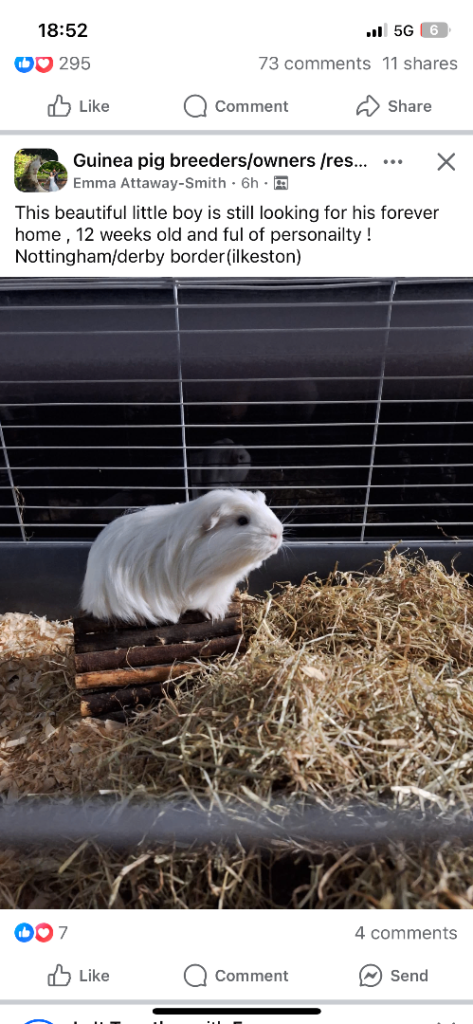 Guinea pigs