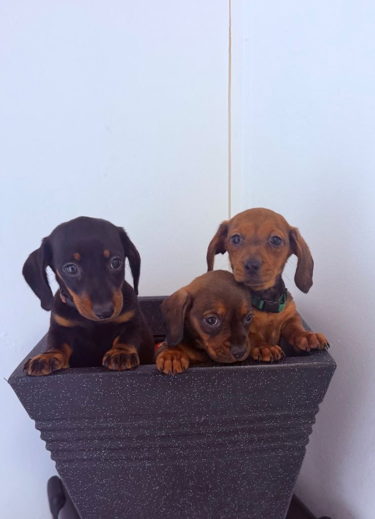 Beautiful Miniature Dachshund puppies for sale