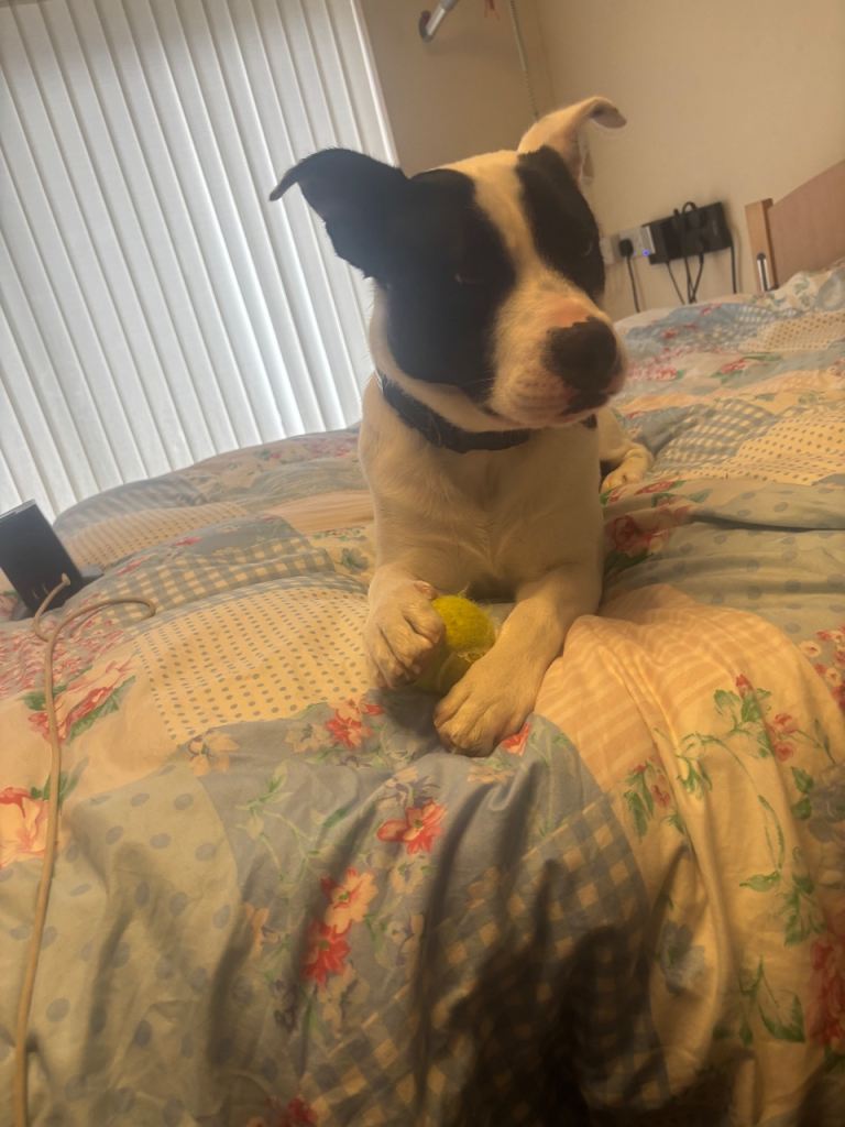 Dog for sale 