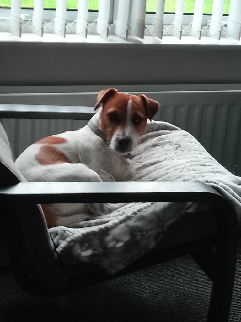 Jack Russell dog 