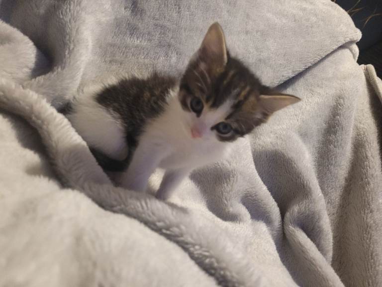 Mix fur kittens 