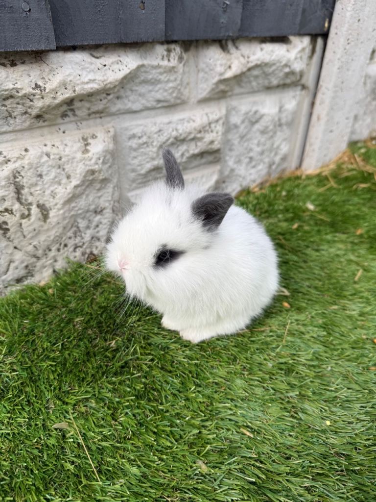 Mini lop Baby bunnies